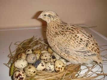 Фото Инкубационные яйца перепела породы Феникс Золотистый бройлерный