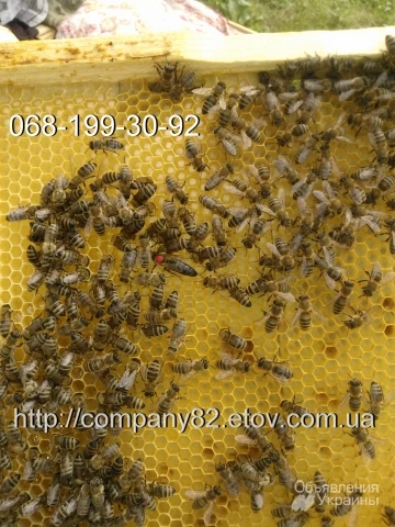 Фото Пчелопакеты Карпатской пчелы и плодные матки. Доставка по Украине