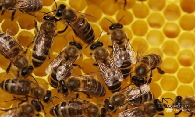 Фото Бджоли, бджолосім'ї без вуликів або з вуликами дадан