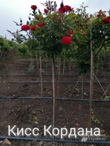 Фото Рябина шаровидная, розы штамбовые, опт и розница