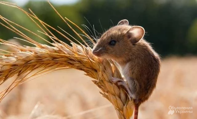 Фото зерновую приманку от мышей