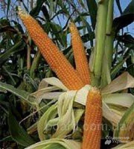 Фото Продaм семена кукурузы недорого, высокоурожайные сорта