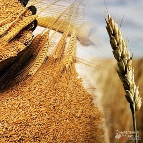 Фото Закуповуємо зерновідходи соняшника, сої, кукурудзи, пшениці