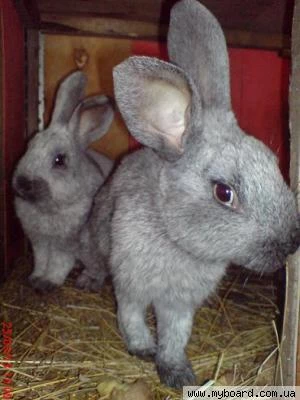 Фото Кроликов породы серебристый