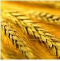 Фото Посевная пшеница Миссия Одесская