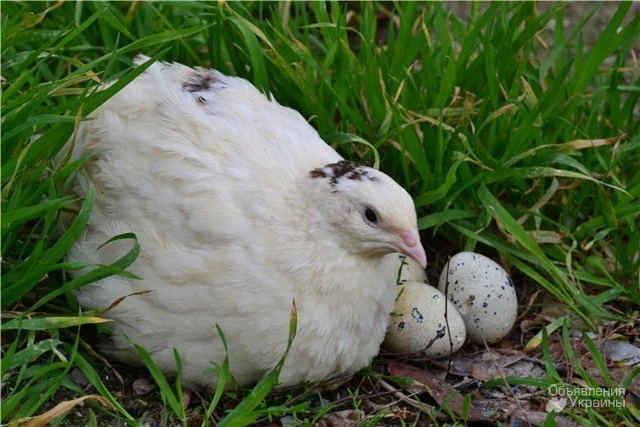 Фото Инкубационные яйца перепела породы Техасский Альбинос бройлерный