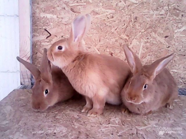 Фото Чистокровные кролики мясной породы – Бургундец