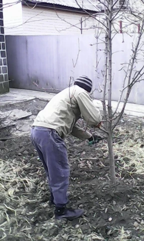 Фото Подрезка фруктовых деревьев в Донецке