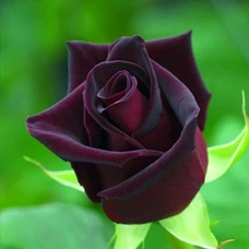 Фото Саженцы розы Блек Баккара