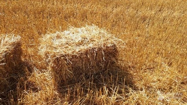 Фото Доставка  пшеничной Соломы в тюках по Запорожью.