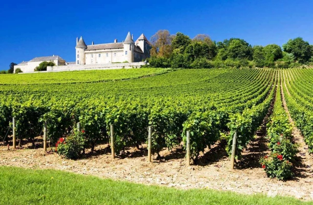 Фото Франция работа на виноградники