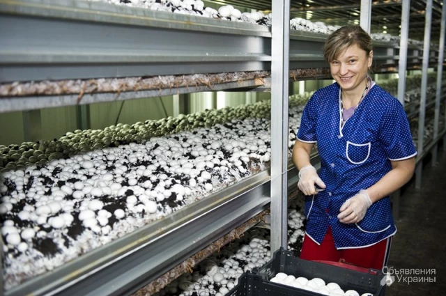 Фото Жінки збирачі на грибну ферму до Бельгії