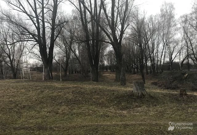 Фото участок с домиком,  70 км от Киева,  перед березовой рощей