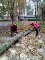 Фото Корчевание пней.обрезка деревьев,сада,спил дерева,уборка территории,участка Одеса