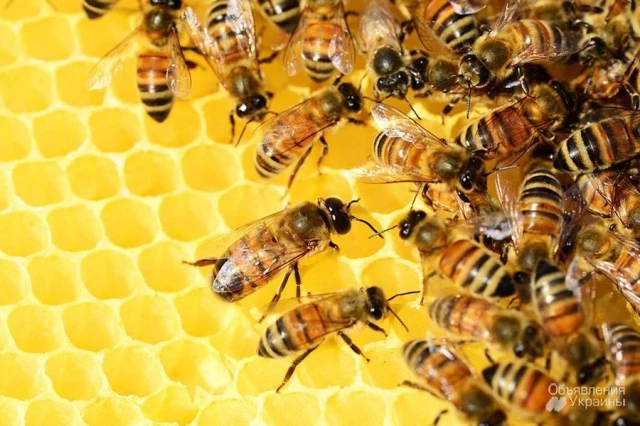 Фото пчелосемьи, недорого