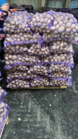 Фото Картопля продовольча товарна