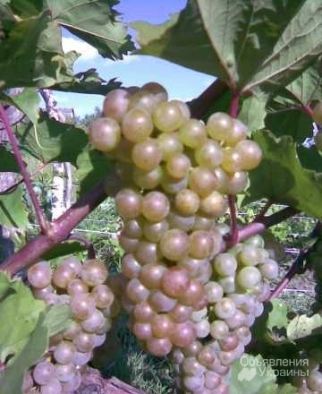 Фото виноград сорта первенец белого магорача
