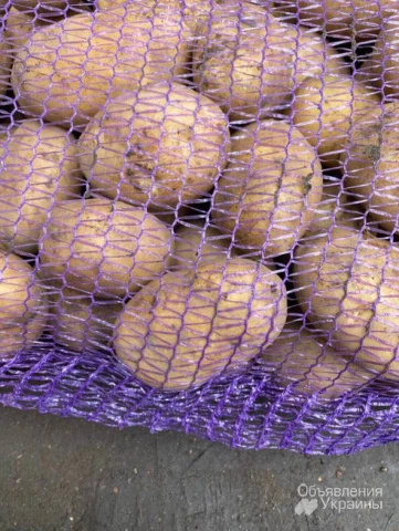 Фото Картопля оптом. насіннєва картопля. Продовольча картопля