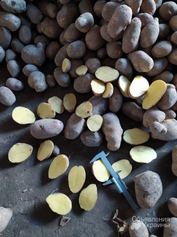 Фото Насіннєва картопля. Продовольча картопля