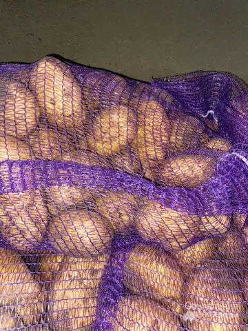 Фото Картопля оптом. Продовольча, посадкова картопля