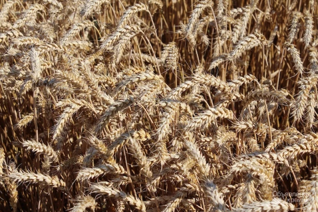 Фото Закуповуємо пшеницю, ріпак, соняшник